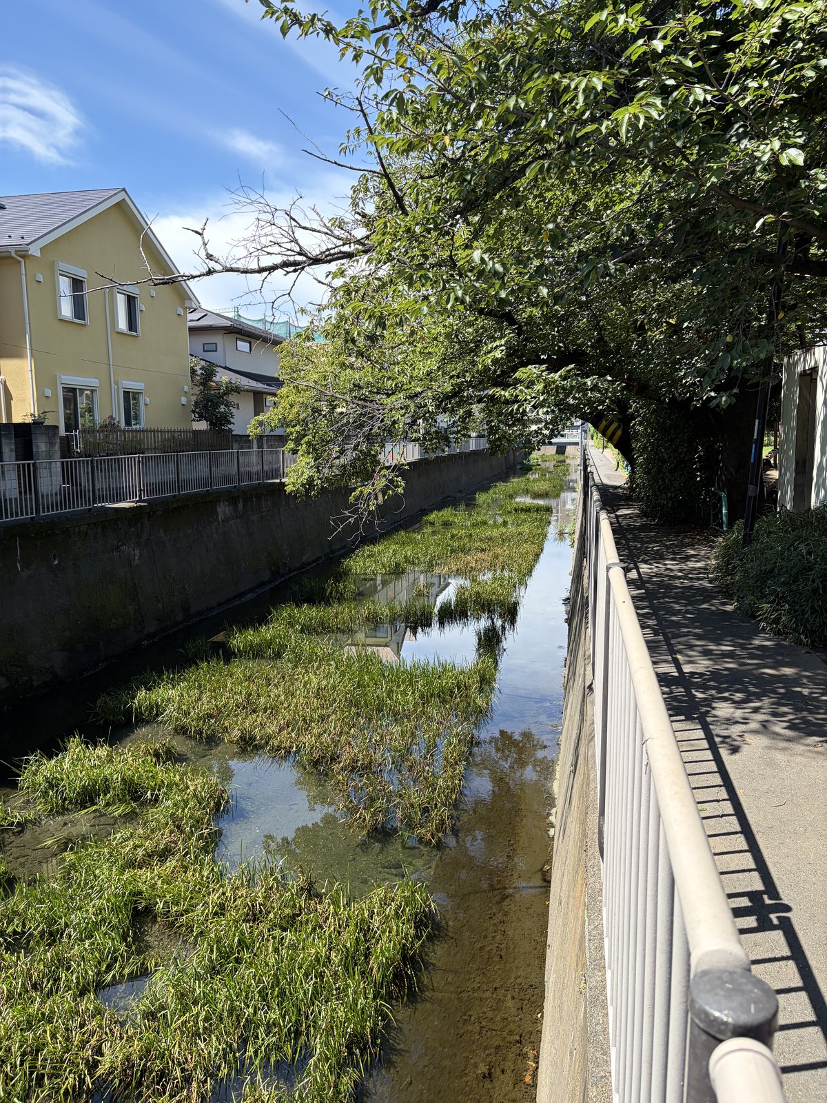 公園沿いを流れる善福寺川(野鳥観察・緑道)